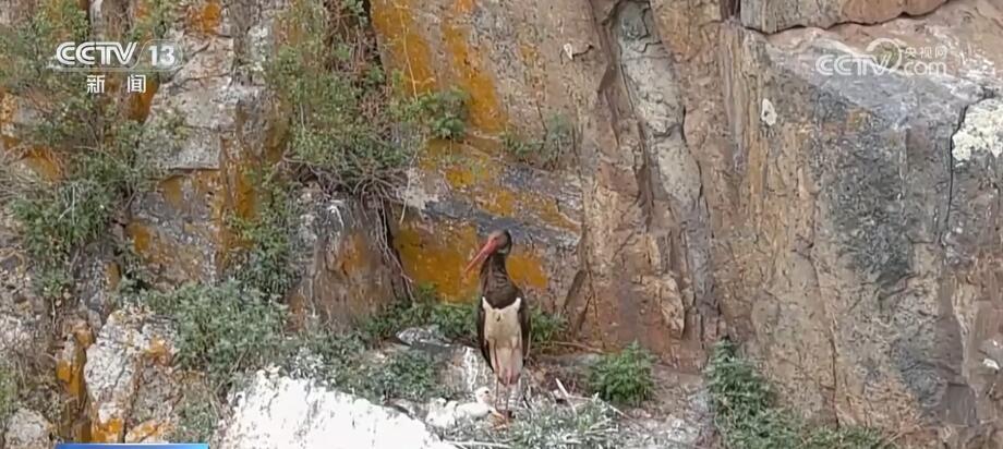 生态保护见成效 珍稀候鸟黑鹳现身古日格斯台自然保护区