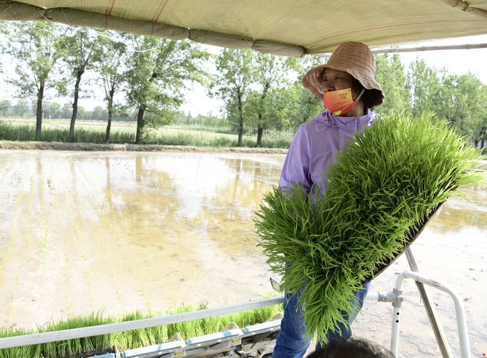 芒种时节，泉水人家的人儿已经“忙着种”啦！