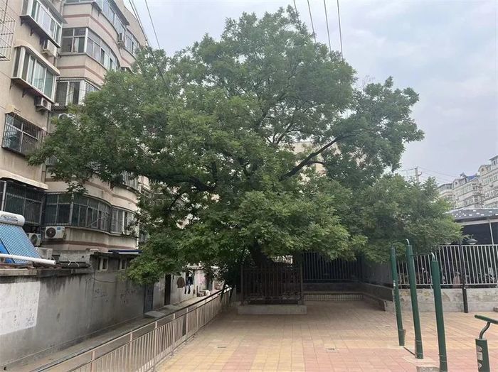 古槐、古皂荚、古榆、古银杏，2023年济南添20处“古树保护园”