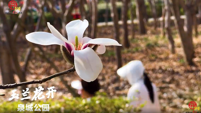 俯瞰济南泉城公园春光醉人