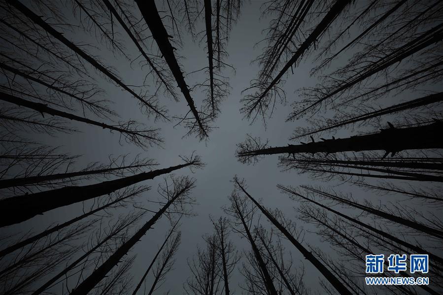 澳大利亚：探访林火过后的村庄