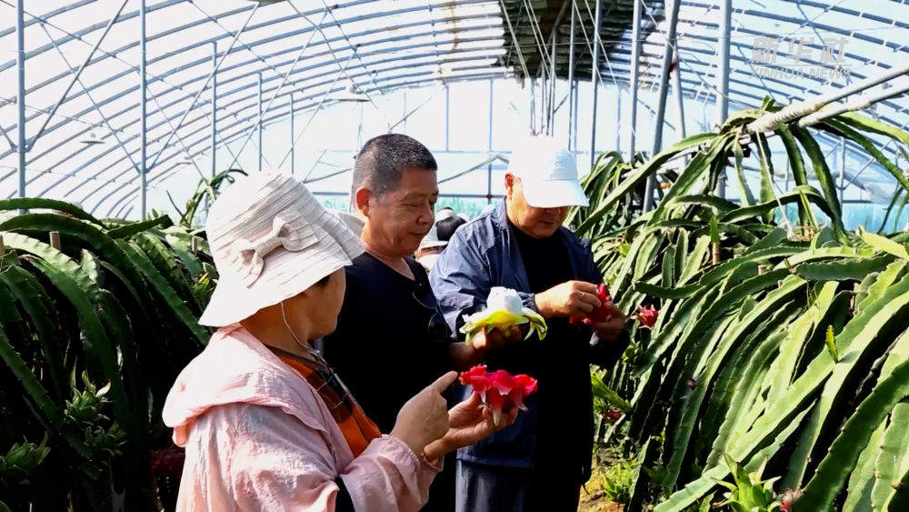 山东东营：盐碱地里果粮飘香