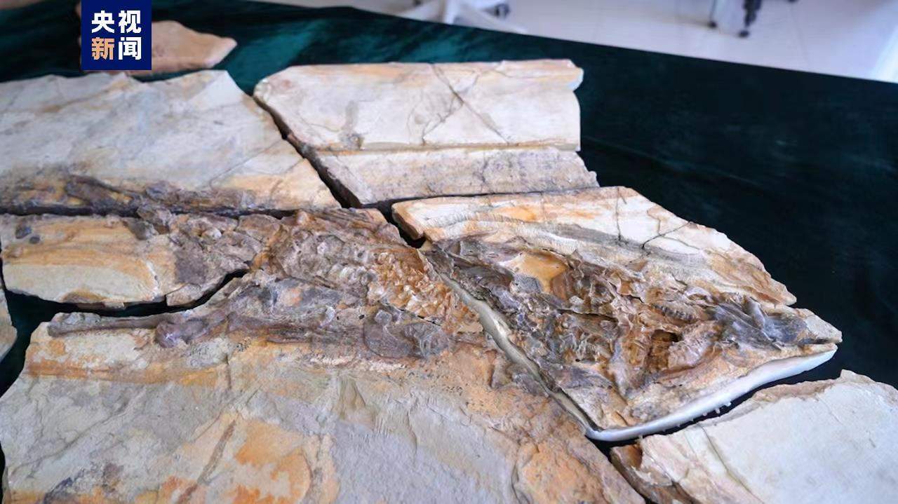河北首次发现两具完整“热河生物群”恐龙化石