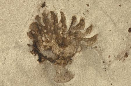 “化石宝库”清江生物群 打开观察“生命大爆发”窗口