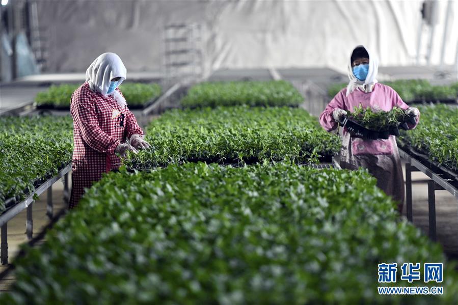 别样的春耕——来自农业大省山东的春耕备耕见闻