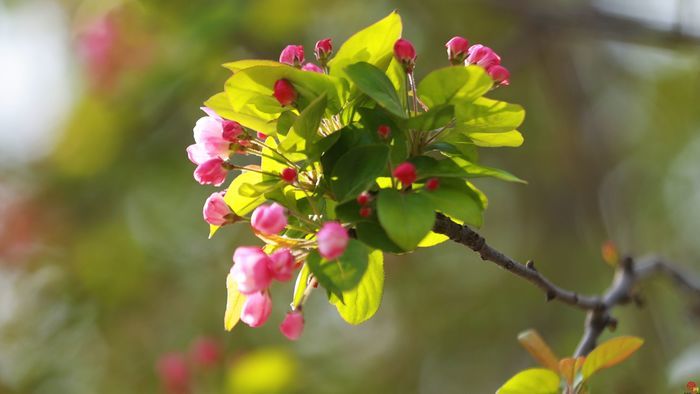 【飞阅泉城】烟花三月 五龙潭泉花相映