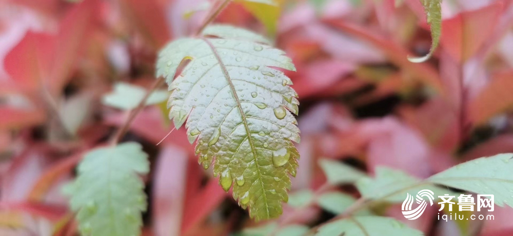 山东已有42个县市区出现大风降雨 德州降水量最大