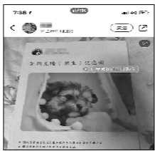 38万克隆宠物狗？专家认为没必要