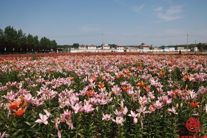 槐荫半马倒计时4天｜玫瑰盛开百合香，最美赛道打造文旅新IP