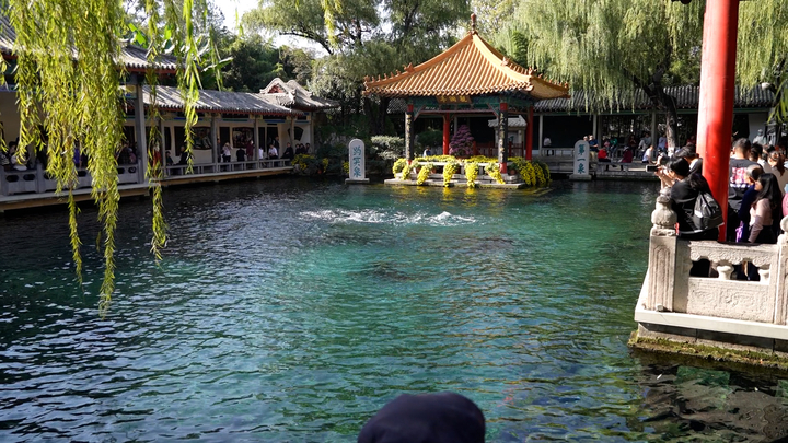 趵突泉不只有“猪鲤”，还有“胖菊”  