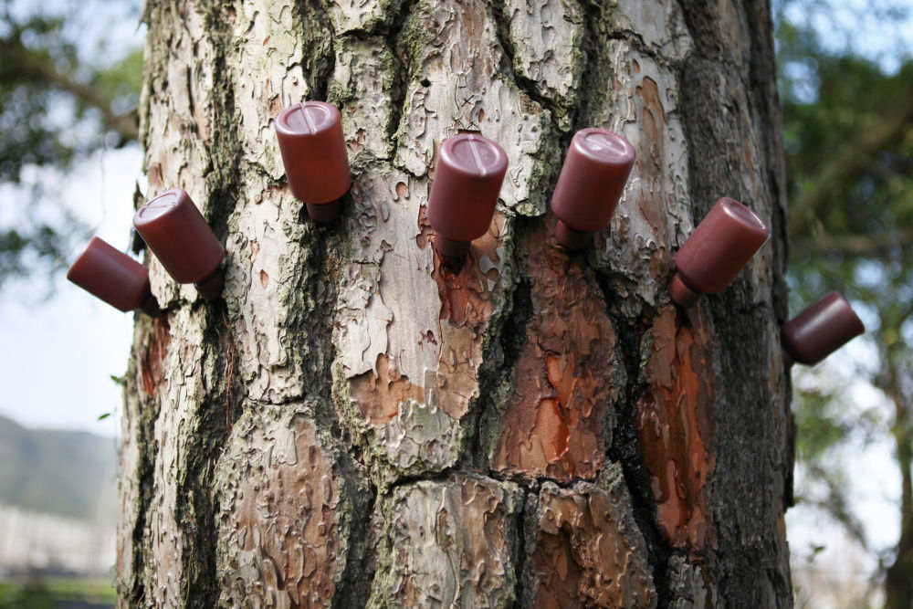 这些外来入侵物种需警惕!