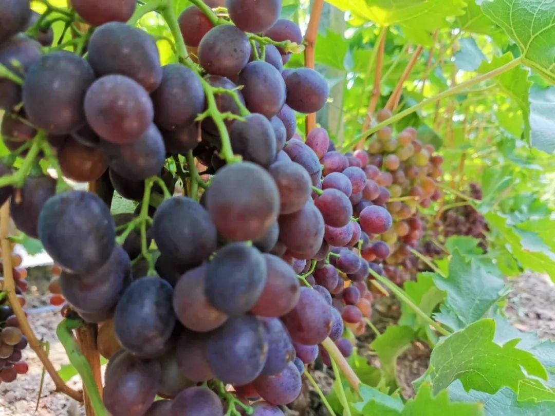 潍坊3万多斤葡萄即将烂在枝头，无人收....求助!!!