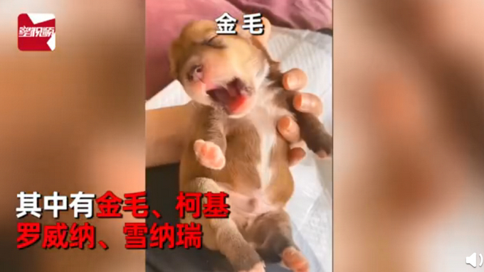柯基犬意外怀孕找不着孩子他爸生下来5只小狗竟然5个品种