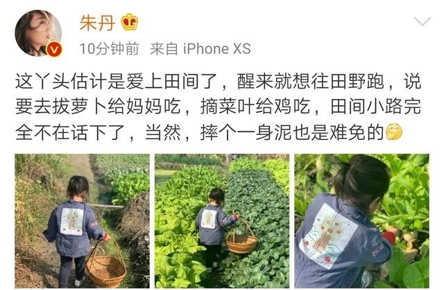 朱丹晒女儿背影照  侧颜呆萌可爱 菜地拔萝卜画风可爱