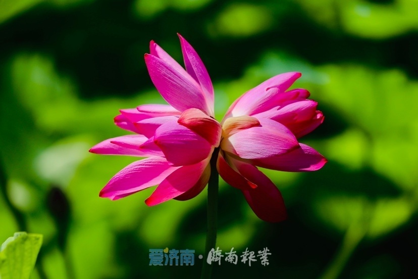 济南并蒂莲“出圈”背后：一朵市花牵动一座城