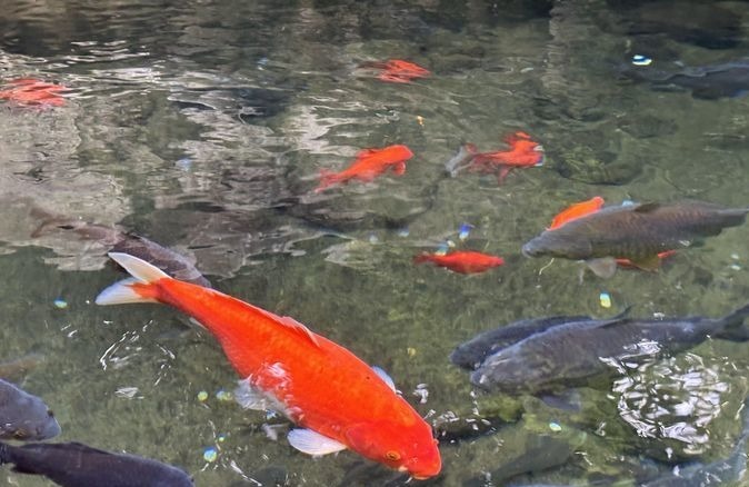 趵突泉公园的“猪鲤”减肥成功了吗？