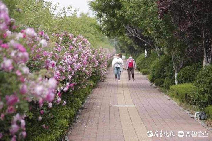 济南尽开月季花！街头月季最全“打卡指南”，随手可拍