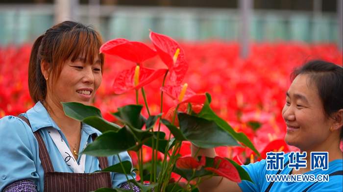 乡味｜山东商河：“温泉花卉”盛开“美丽经济”
