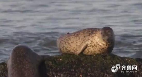山东：打造海上“绿水青山”