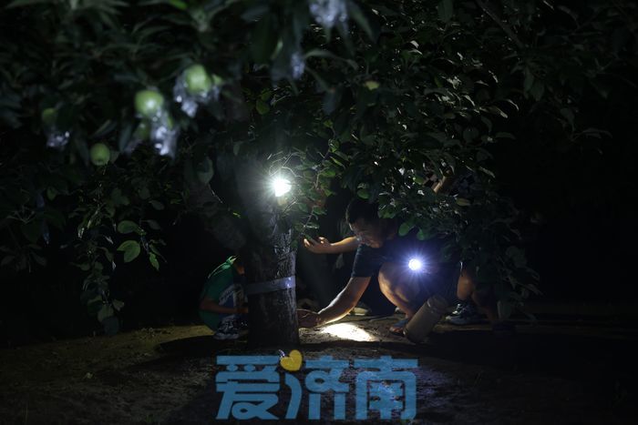 亩产收入最高达上万元 章丘这个村林下“掘金”