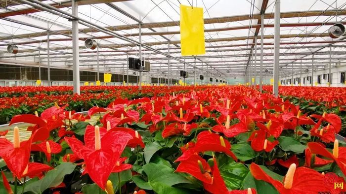 养生好物热销清单来咯！泉水人家给女性添一点贴心“花样”