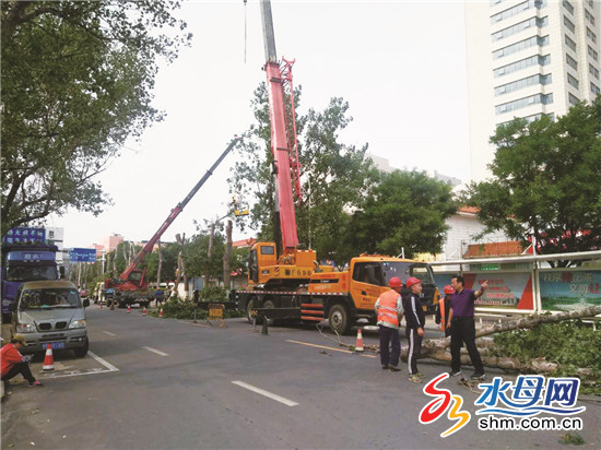 塔吊施工 烟台开发区园林对长白山路两侧30年老树复壮