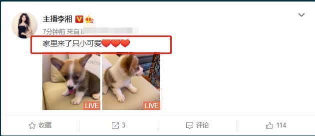 王岳伦表白李湘王诗龄|此地无银三百两?王岳伦表白李湘王诗龄说了什么?具体什么情况？