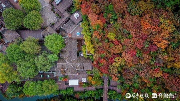 秋风霜染，济南南部山区红叶林快要红透了