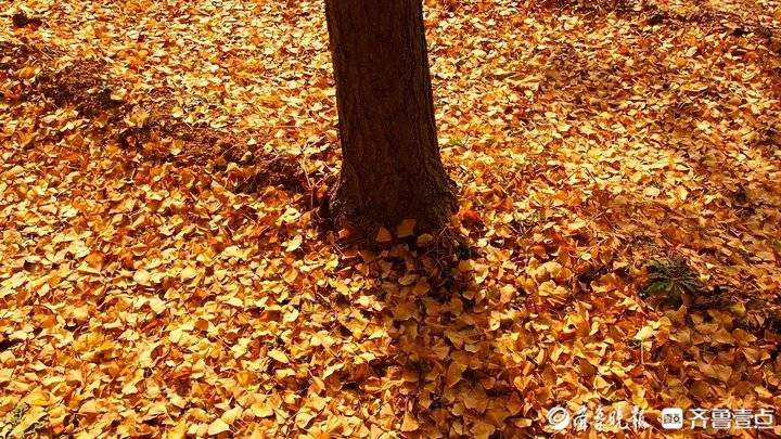 济南东郊乡野小河边，大片银杏树叶随风飘落，美如金色油画
