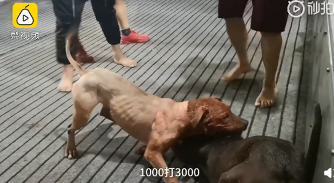 江西一斗狗赌博窝点被端，两狗撕咬遍体鳞伤，门票50元上百人围观