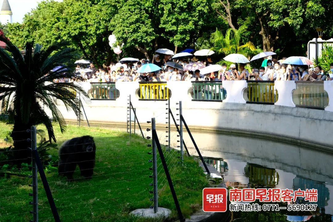 扔草皮、沙子，广西两只发飙的猩猩火了！园方却说……