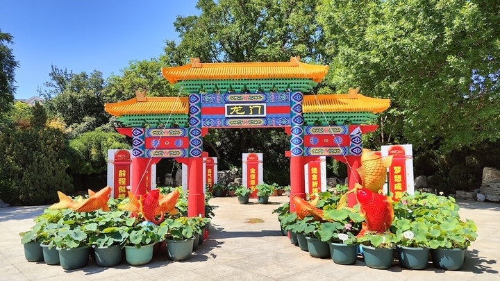 荷花盛开 玫好自来！济南第37届荷花艺术节开幕