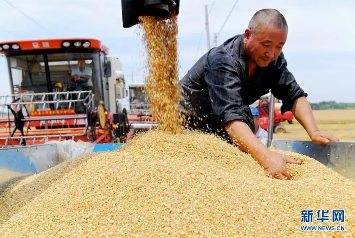 国家粮食和物资储备局：加强夏粮收购监督 违法违规行为将严惩