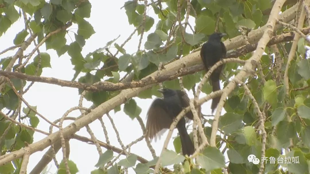 什么仇什么怨？山东男子3年被鸟啄70多次！