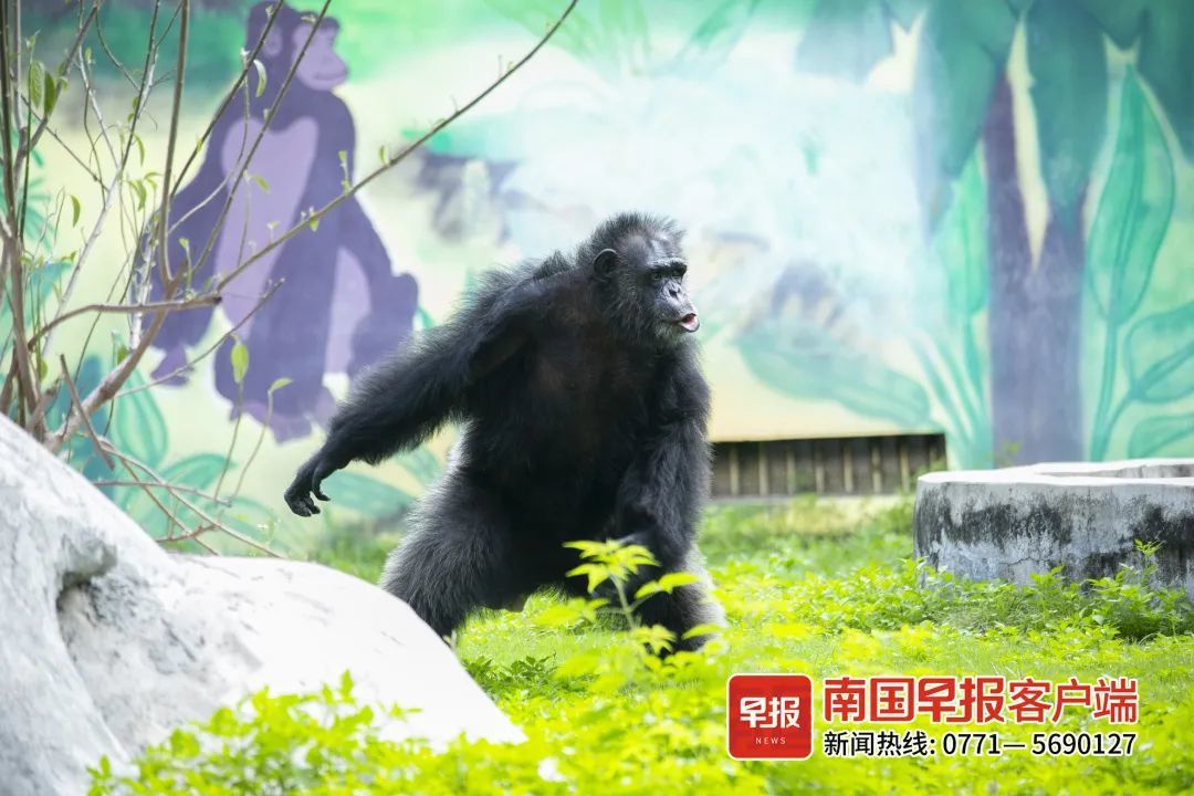 扔草皮、沙子，广西两只发飙的猩猩火了！园方却说……