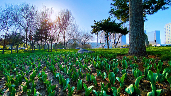 152万株花卉绽放春天 历下区园林中心完成早春布花工作