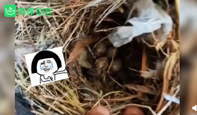 阳台晾晒的内裤长鸟窝？家长：再晚点小鸟都孵出来了