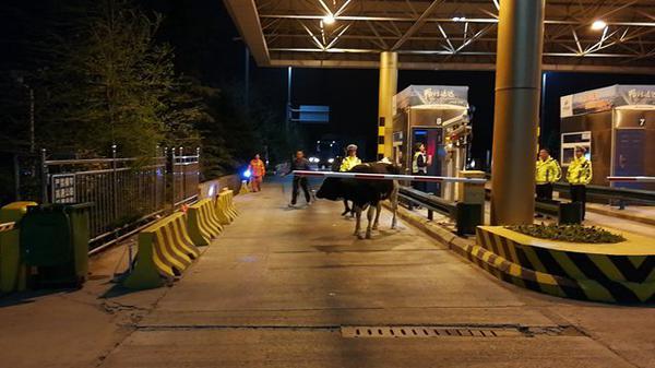 “大牛”上了高速公路，真把自己当兰博基尼呢…