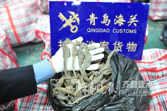 藏了1.28吨濒危生物！青岛查获全国最大海马干走私案