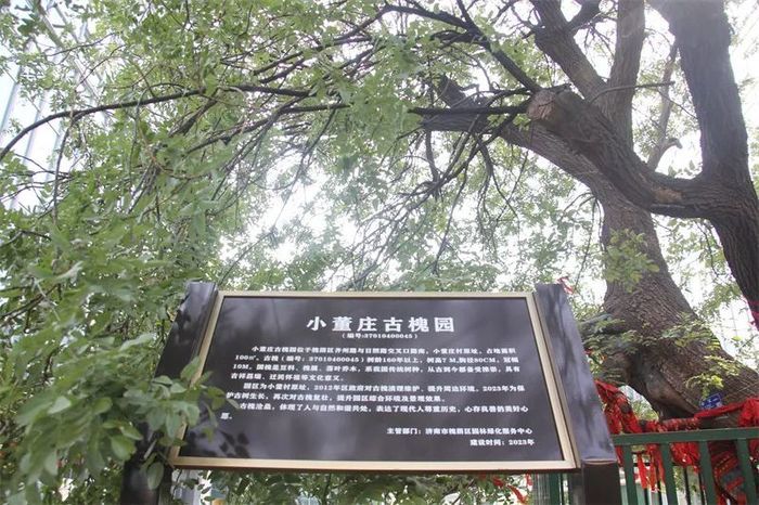 古槐、古皂荚、古榆、古银杏，2023年济南添20处“古树保护园”