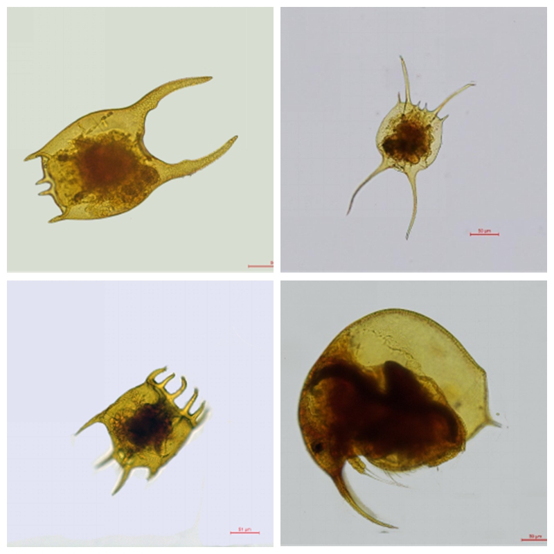 我国第三大河流首次全面“体检”，发现哪些神奇生物？