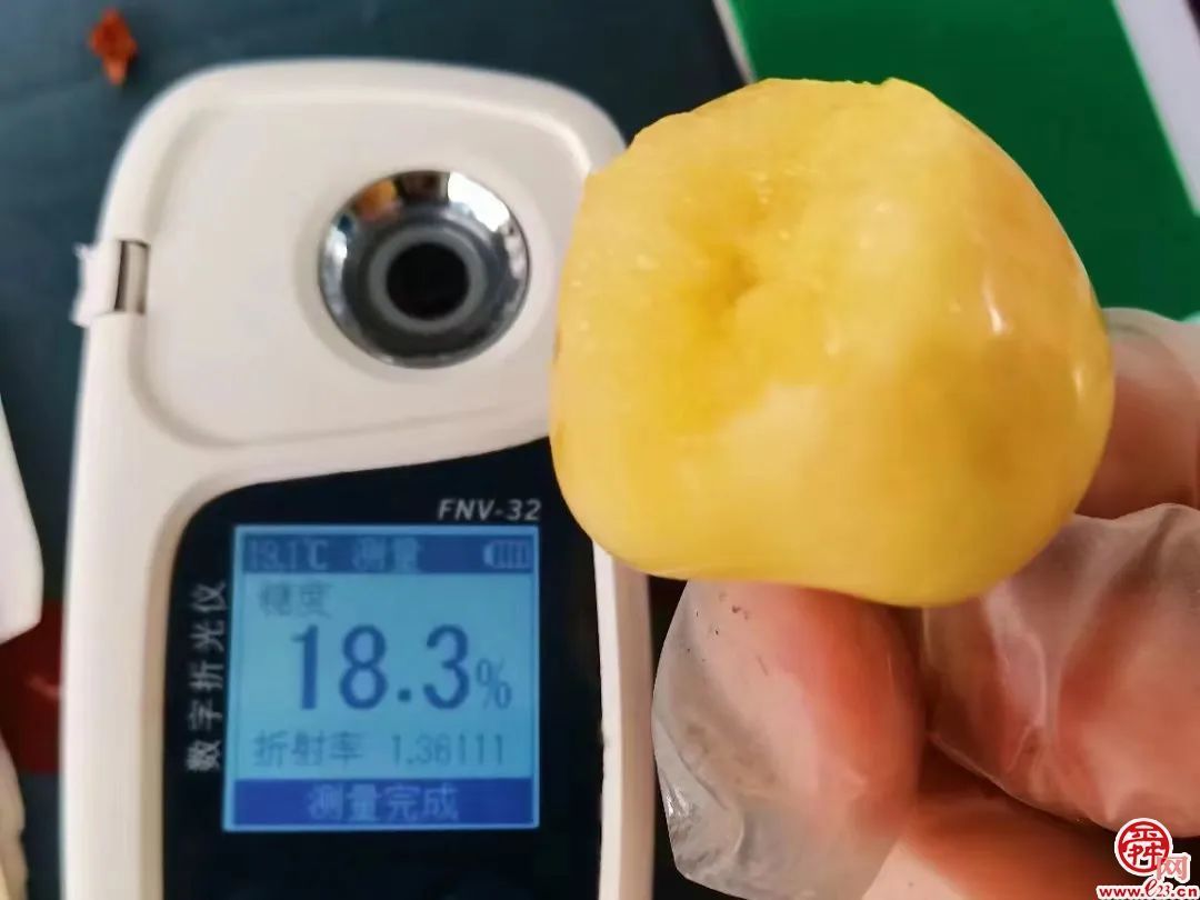 济南造樱桃喝泉水“撑”到两个大，上市30天火爆售空