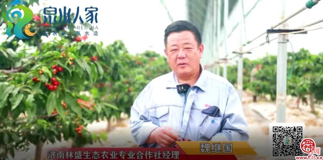 济南造樱桃喝泉水“撑”到两个大，上市30天火爆售空