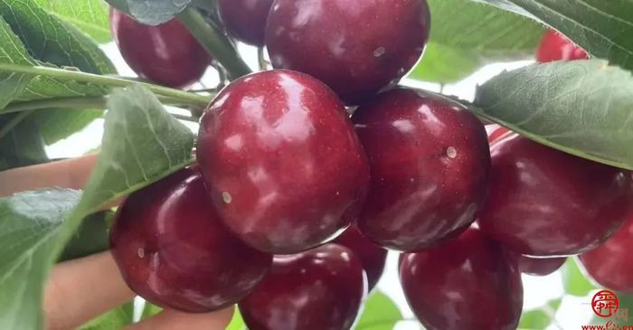 来自济南的樱桃“食”光 品舌尖上那一丝初夏的味道