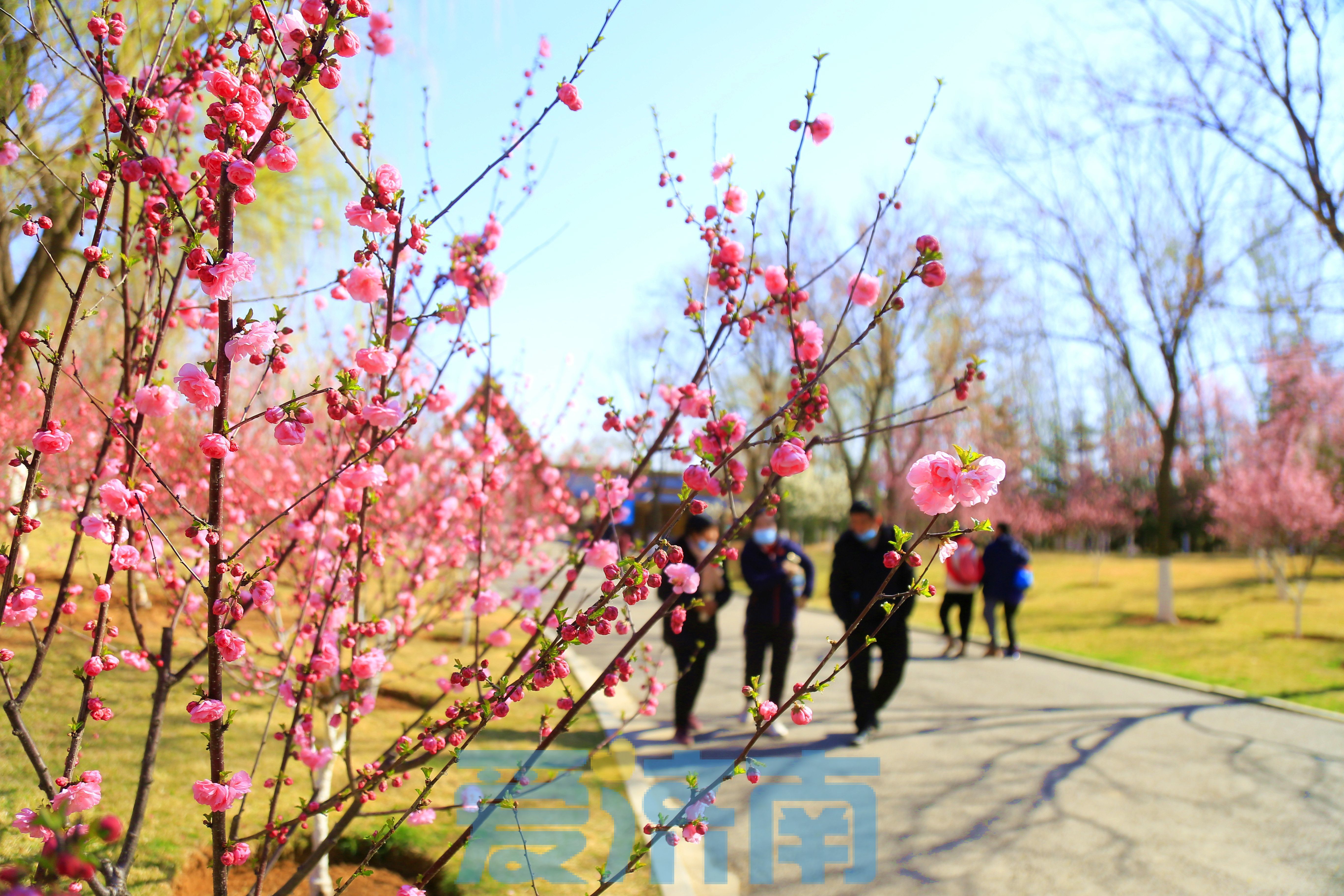 开往春天的公交车来了！济南植物园绿色出行专线载您赏花游