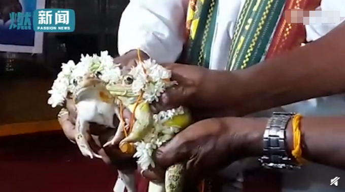 【罕见】印度水塘出现黄色青蛙怎么回事?雄蛙求偶会变色吸引雌蛙