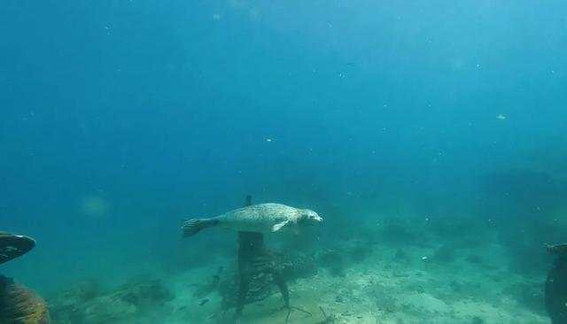 三亚海域首次观测到国家一级保护野生动物斑海豹