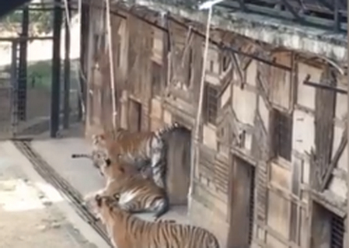 动物园取消钓老虎是怎么回事？“钓”虎离山？早该取缔！