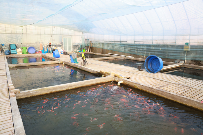 【村村有好戏】在槐荫，锦鲤“游”出产业发展新图景