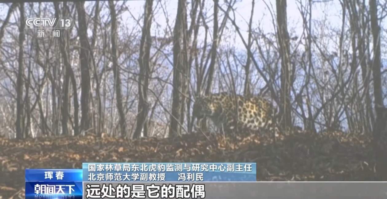 国内首次发现“东北虎捕食东北豹” 警方和专家组揭开事件真相